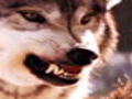 Animal Face-Off: Wolf v Cougar