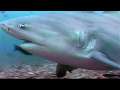 Deadly Waters: Diving with Bull Sharks