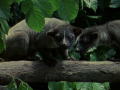 Weird True and Freaky: Civet Coffee