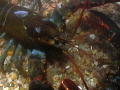 Lobstermen