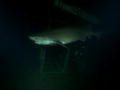 Shark After Dark: Six Gill Shark