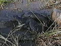 Weird True and Freaky: Bloated Anaconda