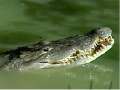 Nature's Perfect Predators