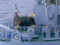 Whale Wars