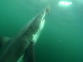 Shark After Dark: Night and Day Difference