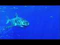 Great White Shark: Riding a Great White