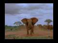 Animal Face-Off: Rhino v Elephant