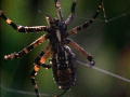 Nature's Perfect Predators