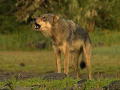 Nature's Perfect Predators