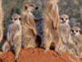 Suricatos