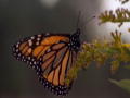 Mariposa Monarca