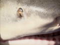 River Monsters: Gigantische Afrikaanse haai