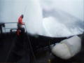 Whale Wars