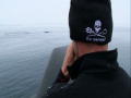 Whale Wars