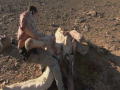 Man Vs. Wild Australia Promo