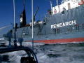 Whale Wars