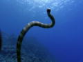 Serpente Marinha