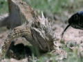 Lagarto de Chifres
