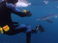 Man Vs Fish: Te diep