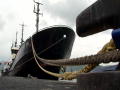 Whale Wars