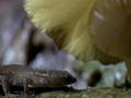 Lagarto Amazônico