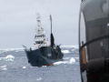 Whale Wars