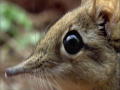 Sengi