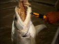  Cannibal Piranha