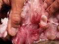 River Monsters: Karper vermorzeld door haai