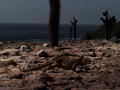 Galapagos, segundo episodio