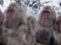 Macaco de Japonés