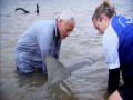 River Monsters: Hoe gehaaid is deze haai?