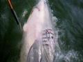 River Monsters: Een haai aan de haak