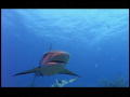 The Ultimate Guide to Sharks: Haaien ruiken