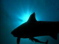 Into the Sharkbite: De beet van de tijgerhaai