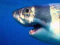 Deadly Waters: De beet van de Grote Witte Haai
