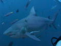 Deadly Waters: Diving met de 'Bull Shark'