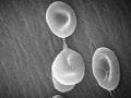 Through the Wormhole: Creating Life