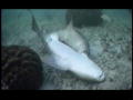 The Ultimate Guide to Sharks: Haaienseks
