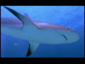 The Ultimate Guide to Sharks: Vibraties en haaienvisie