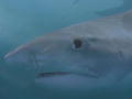 Bull Shark: Haaien met een imagoprobleem