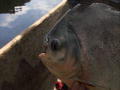 River Monsters: En riktigt stor mun