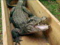 Swamp Brothers