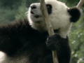 Panda Panda - Eine schwere Geburt