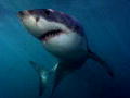 How Sharks Hunt: Hoe overleef je de Witte Haai?