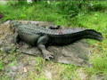 Swamp Brothers