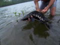 River Monsters: The Deadliest: Att fånga en ormhuvudsfisk