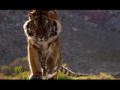 Tigre de Bengala