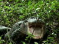 Swamp Brothers
