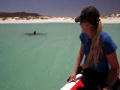 Haien soler seg